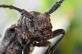lamia textor